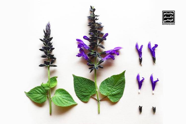 دمنوش لاغری یک ماهه - 5 - دمنوش لاغری - رژیم تناسب اندام