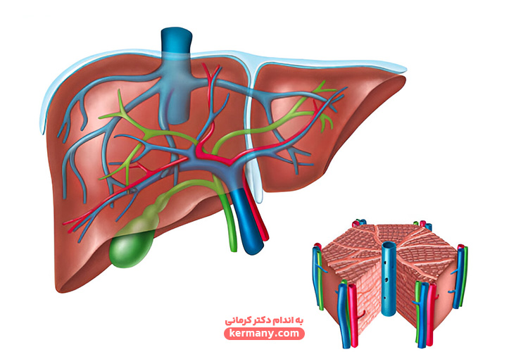 اجزای مختلف صفرا