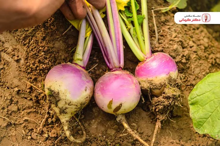 مصرف شلغم در کاهش آسیبها و بیماریهای مغزی موثر است.