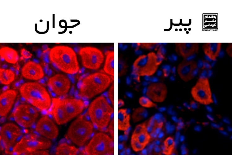 سن و تقویت سیستم ایمنی