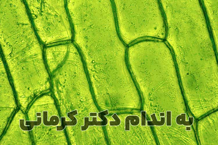 کلروفیل