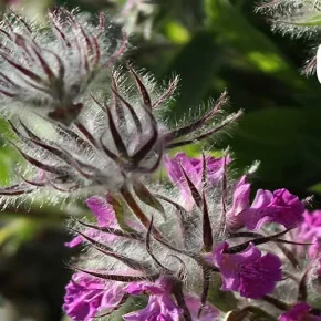 مقاله خواص چای کوهی برای سلامتی