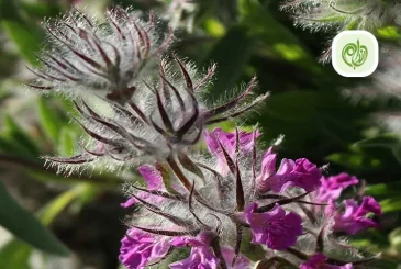 پست خواص بی نظیر چای کوهی!