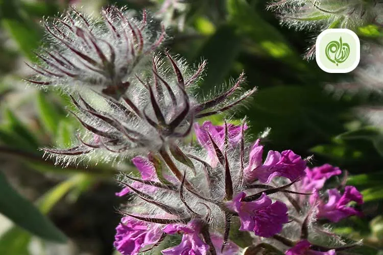 خواص چای کوهی برای سلامتی