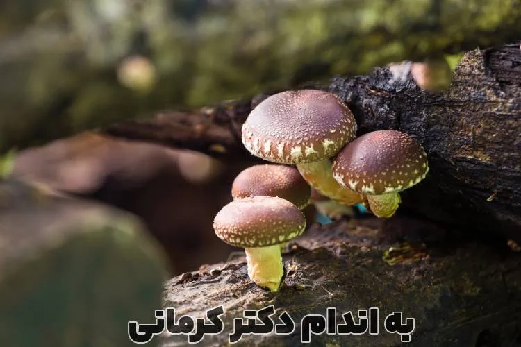 قارچ شیتاکه چیست