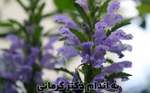خواص بادرنجبویه