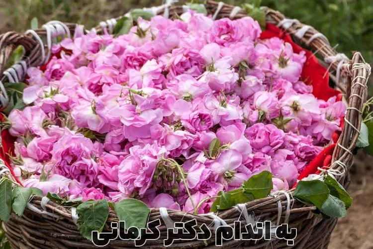 خواص گل محمدی