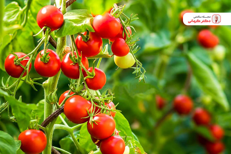 عوارض احتمالی مصرف گوجه فرنگی