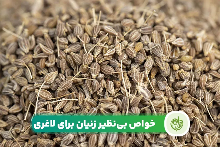 مقاله زنیان برای لاغری