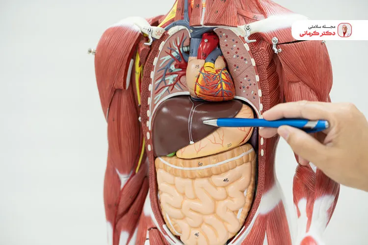 قرص فنوفیبرات به کبد آسیب می‌زند.