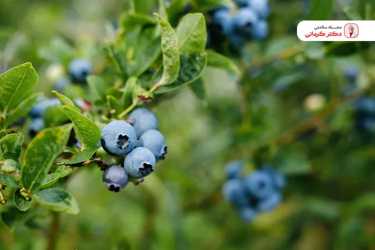 بلوبری میوه بسیار مغذی که بومی امریکای شمالی است.