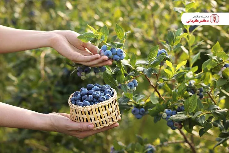 یکی از خواص بلوبری کاهش سطح قند خون است.