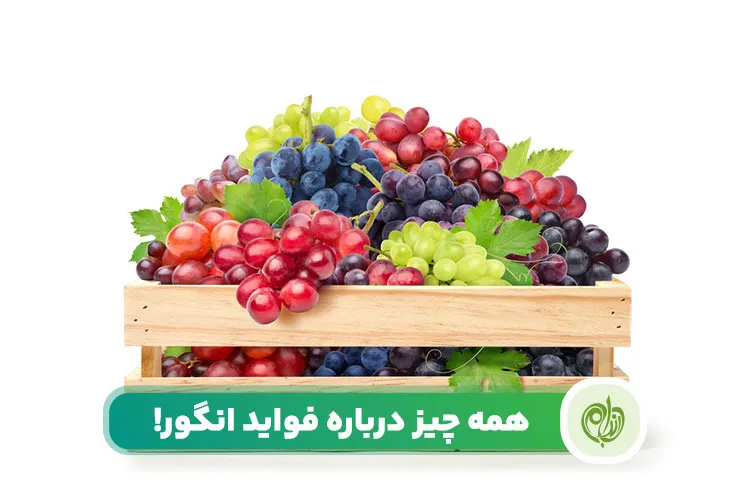 مقاله خواص انواع انگور برای سلامتی