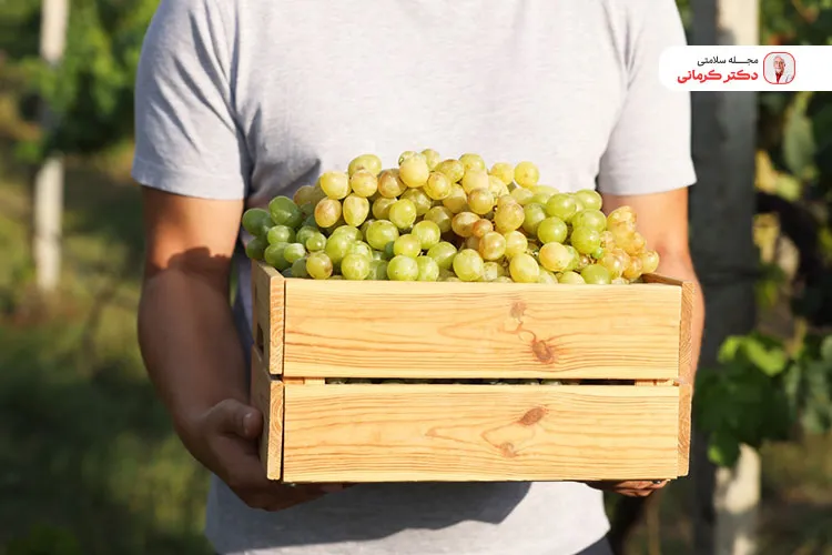 مصرف انگور در کاهش اختلال نعوظ در مردان موثر است.