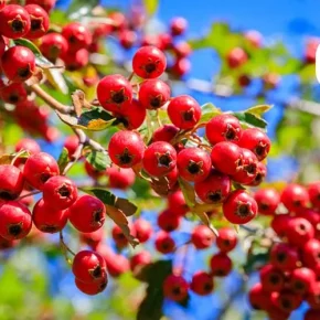 مقاله خواص زالزالک چیست؟