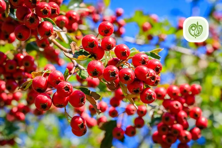 مقاله خواص زالزالک چیست؟