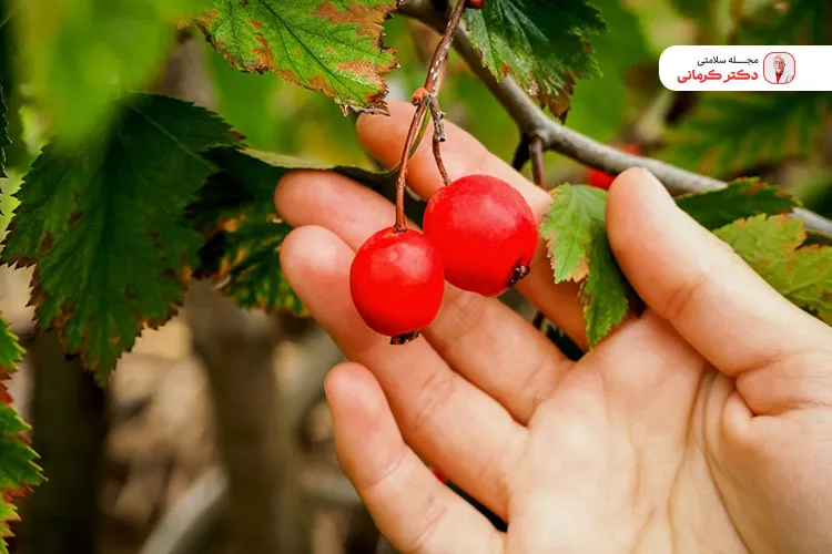 زالزالک در طب سنتی کاربرد درمانی فراوان دارد.
