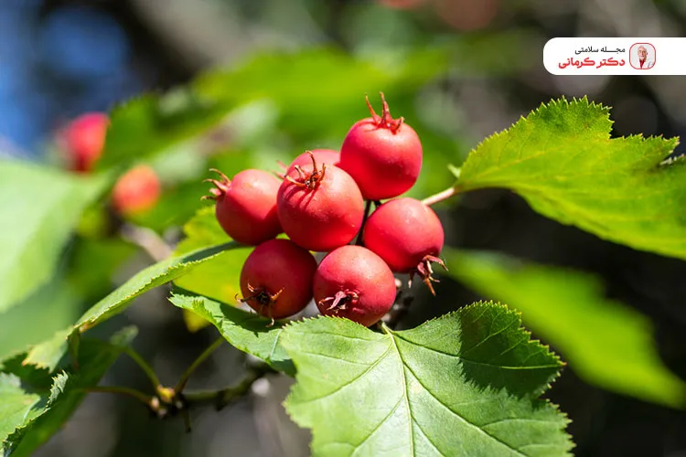 زالزالک به دلیل آنتی اکسیدان بالا ضد سرطان است.