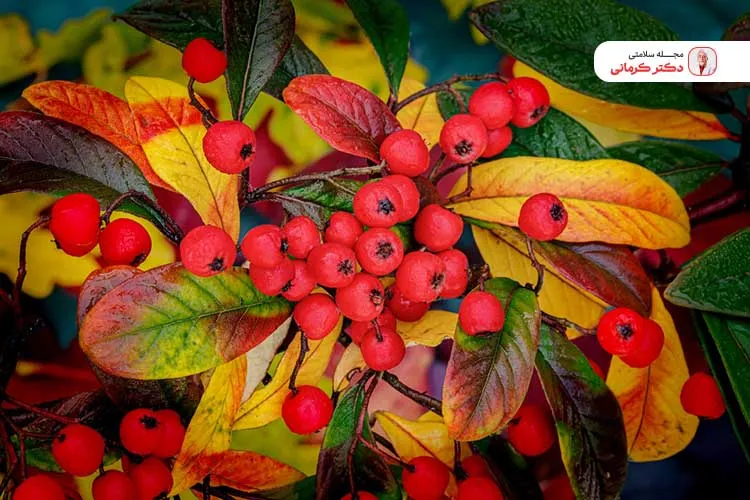 زالزالک به هضم بهتر و بهبود سیستم گوارشی کمک میکند.