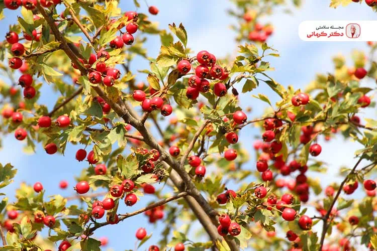 میوه زالزالک انواع مختلفی دارد.