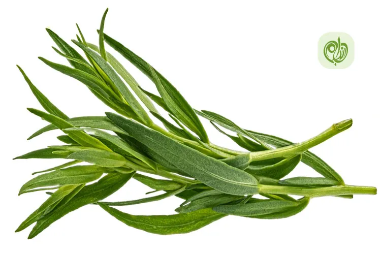 فواید ترخون برای سلامتی