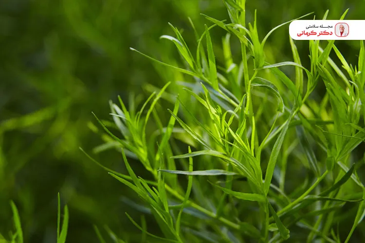 ترخون موجب هضم بهتر غذا و بهبود عملکرد دستگاه گوارش می‌شود.