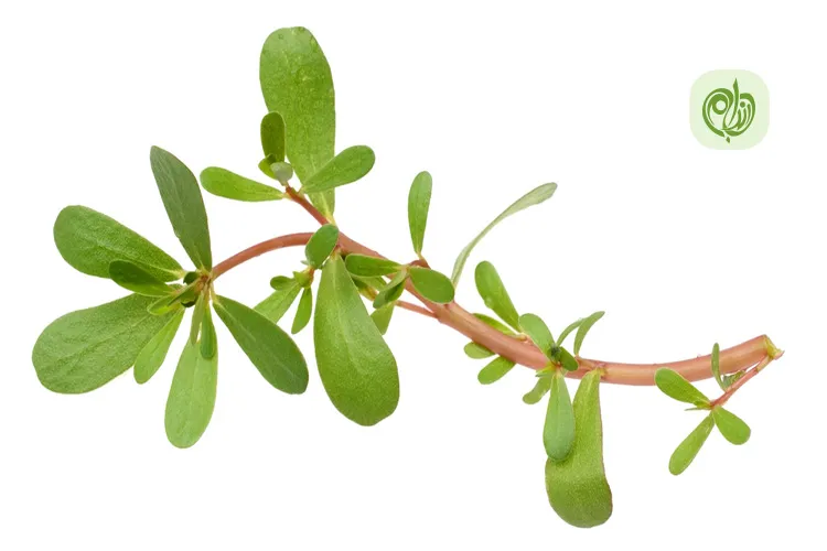 مقاله طریقه مصرف خرفه برای کاهش وزن