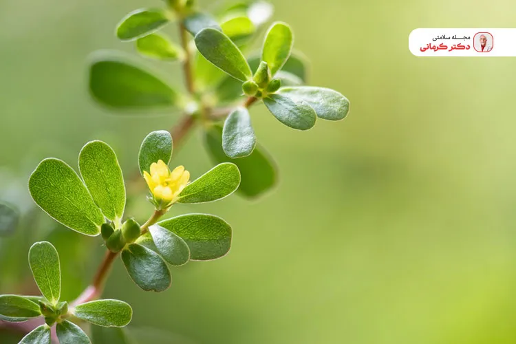 خرفه را میتوانید به اسموتی یا سوپ و خورشها اضافه کنید.