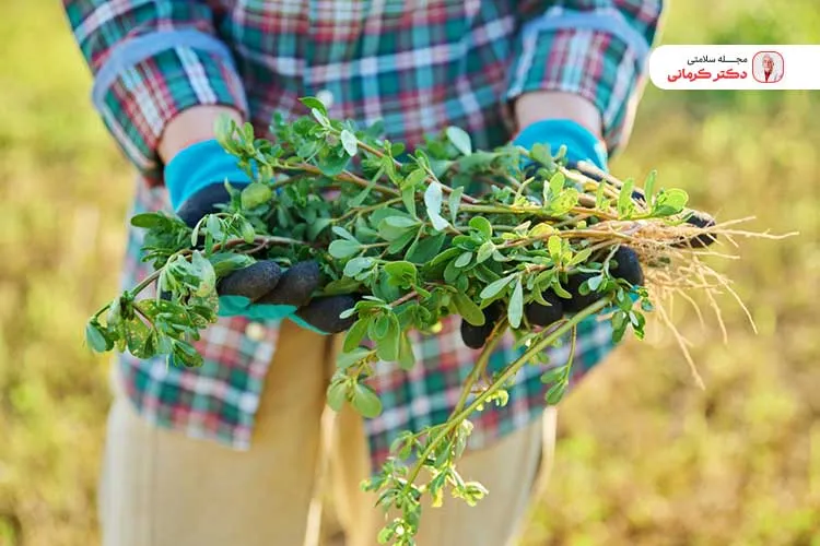 خرفه را میتوانید به وعده های غذایی کم کالری اضافه کنید.