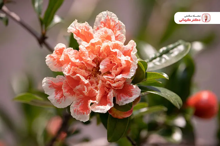 گلنار فارسی در واقع یک ملین است نه لاغر کننده.