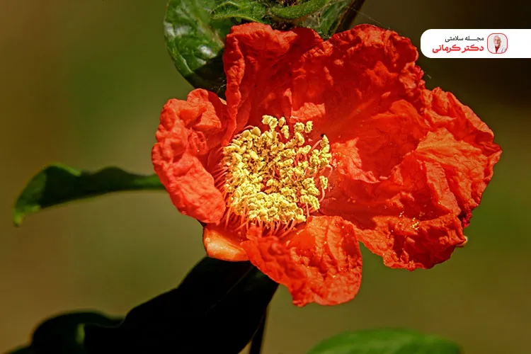 به دلیل عوارض گلنار فارسی هرگز آن را بدون دستور پزشک مصرف نکنید.