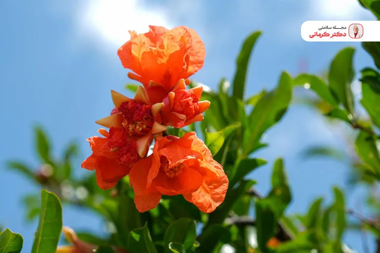 گلنار فارسی برای لاغری به تنهایی کافی و موثر نیست.