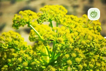 پست خواص آنغوزه در کاهش وزن