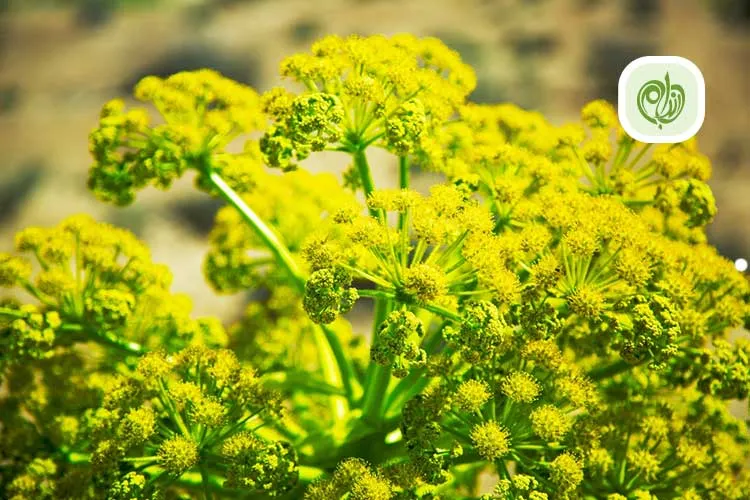 مقاله خواص آنغوزه برای لاغری