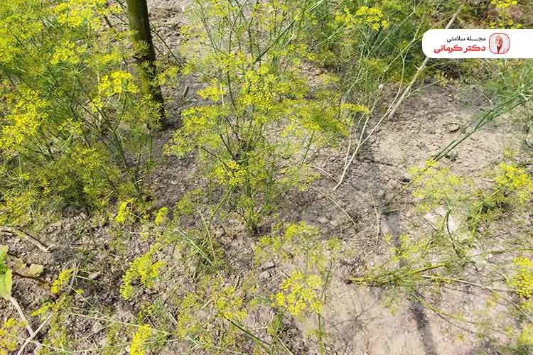 خواص آنغوزه در کاهش وزن benefits asafoetida weight loss 3 گیاه آنغوزه به کاهش علائم سندرم روده تحریک پذیر کمک میکند.