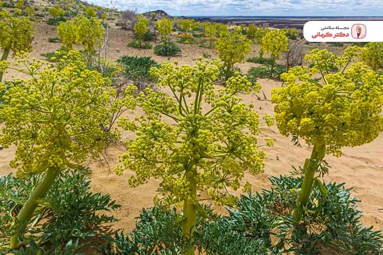 خواص آنغوزه در کاهش وزن benefits asafoetida weight loss 4 آنغوزه گیاهی است که از صمغ و عصاره آن در مواد دارویی استفاده میکنند.