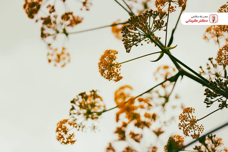 خواص آنغوزه در کاهش وزن benefits asafoetida weight loss 5 آنغوزه دارای خواص ضد التهابی است.