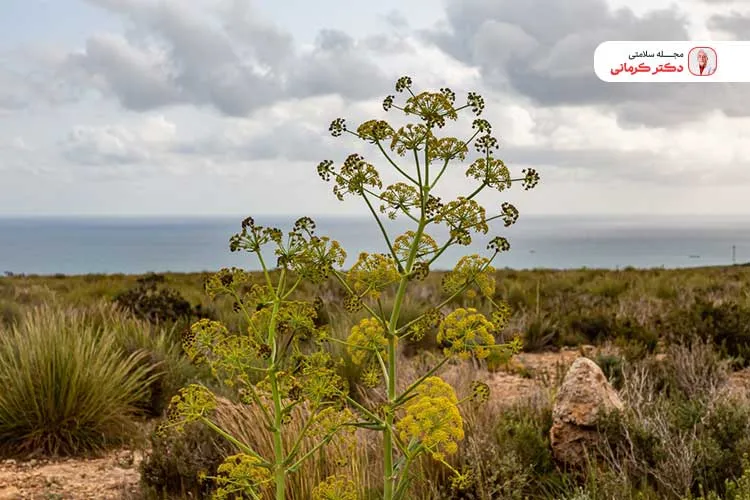 خواص آنغوزه در کاهش وزن benefits asafoetida weight loss 8 قبل از مصرف گیاه آنغوزه برای لاغری با پزشک مشورت کنید.